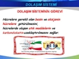 Dolaşım Sisteminin Görevleri Nelerdir?