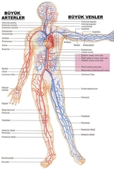 Kan Dolaşımı Sistemi Özellikleri ve Faydaları Nelerdir?