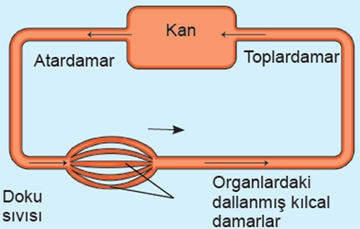 Kapalı Dolaşım Özellikleri ve Faydaları Nelerdir?