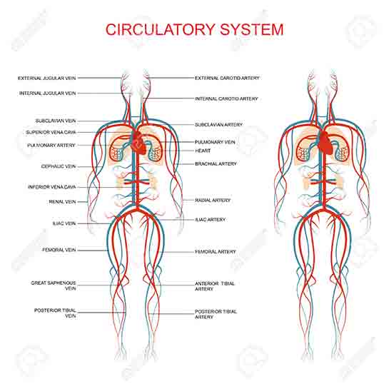 Anatomi Dolam Sistemi