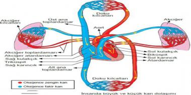 Dolaşım Sistemi Organları