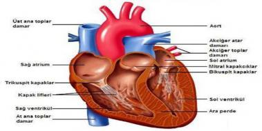 Kalp Dolaşım Sistemi